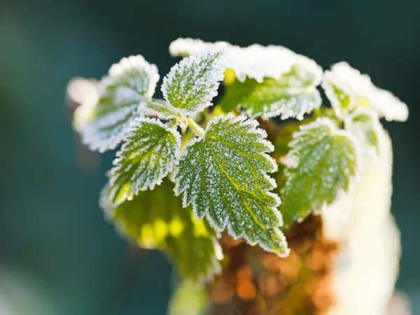 Erster Frost auf grünen Brennnesselblättern im Herbst — Stockfoto