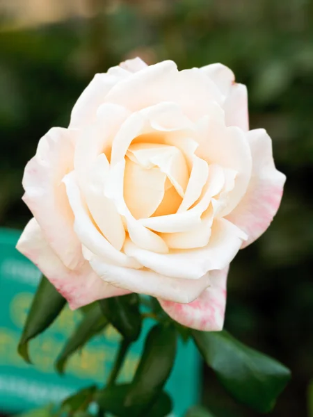 Flor de rosa fresca blanca y rosa de cerca —  Fotos de Stock