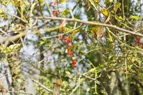 Hawthorn bush with berries in autumn — Stock Photo, Image