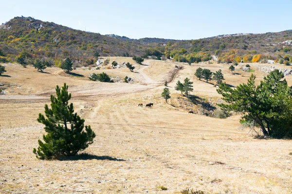 Camino en la meseta montañosa Ai-Petri en la Crimea — Foto de Stock