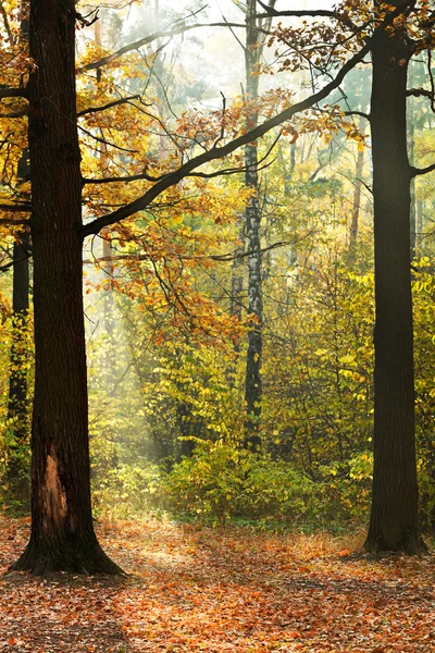 Sol brillo iluminado en el bosque de otoño —  Fotos de Stock