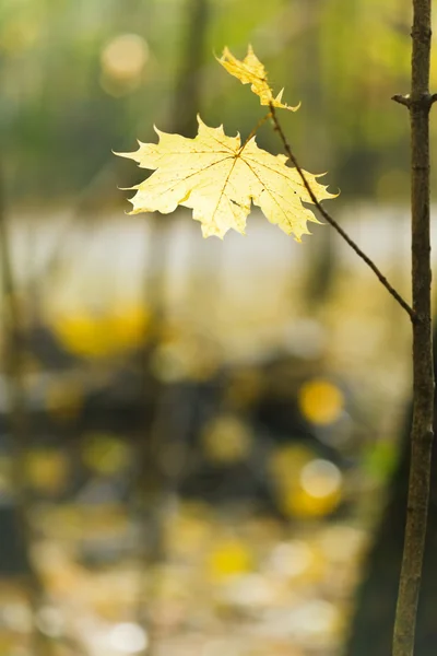 Yellow maple leaf on twig — Stock Photo, Image