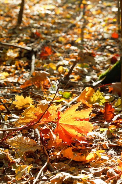 Red and yellow maple leaves in leaf litter — Stock Photo, Image