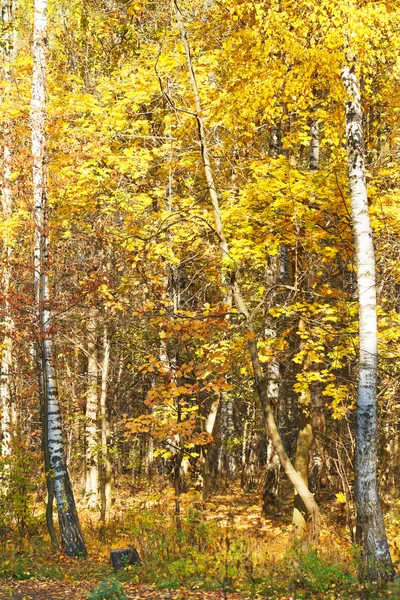 Foresta di betulla di autunno gialla — Foto Stock