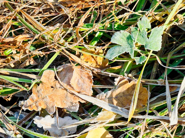 Erster Frost auf Laubstreu im Herbst — Stockfoto