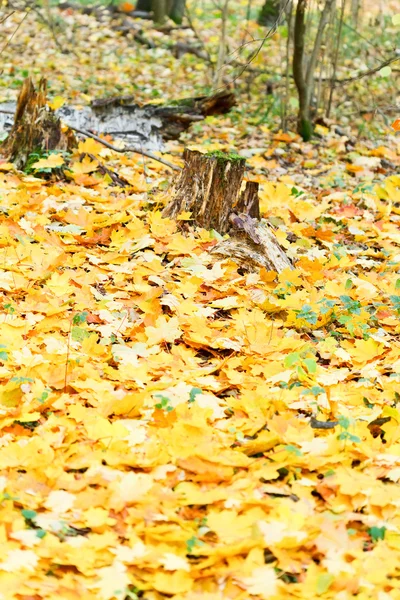 Yellow maple leaf litter around stump — Stock Photo, Image