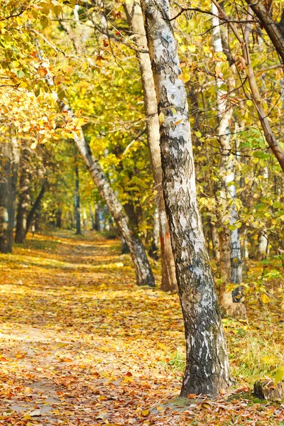 Sentiero nel bosco di betulle giallo autunnale — Foto Stock