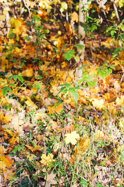 Leaf fall in forest in sunny autumn — Stock Photo, Image