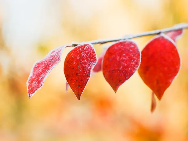 First frost on red leaves in autumn — Stock Photo, Image