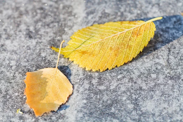 Prime gelate e foglie di betulla cadute — Foto Stock