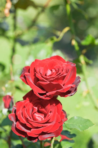 Duas flores vermelhas de rosas frescas close up — Fotografia de Stock