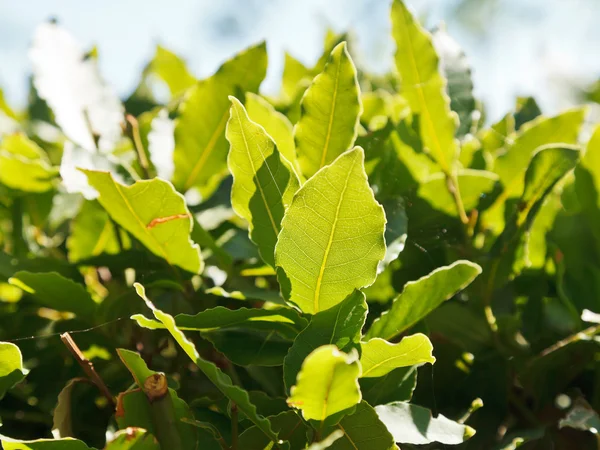 Green leaves of laurel tree close up outdoors — Stock Photo, Image