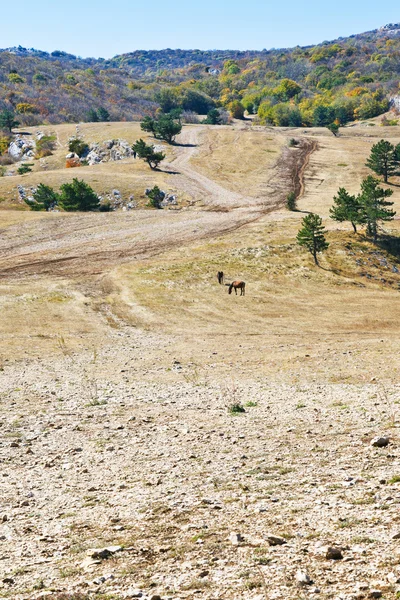 Mountain plateau Ai-Petri in Crimea — Stock Photo, Image