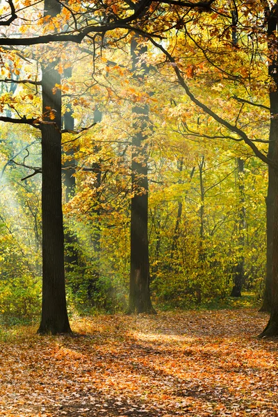 Prato illuminato dalla luce solare nella foresta autunnale — Foto Stock