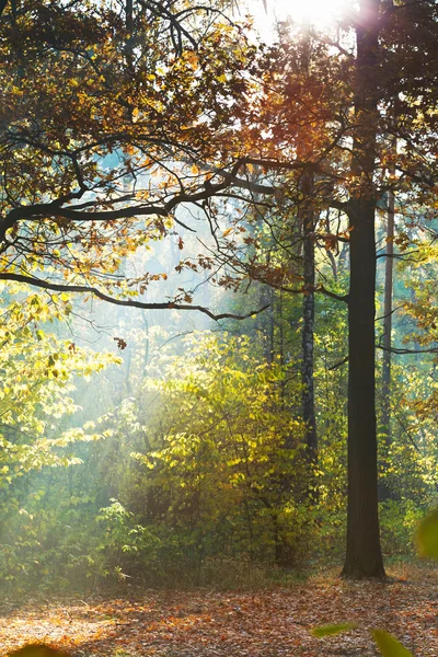 güneş ışığı çim sonbahar ormanda yaktı.