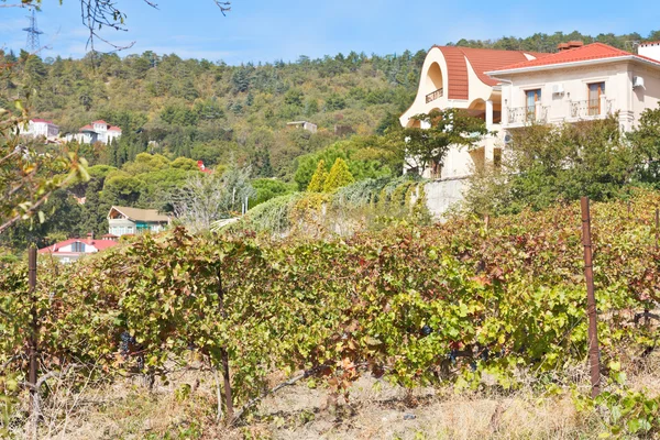 Vineyard in village in Massandra region Royalty Free Stock Images