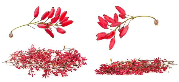 Set of red berberis shoot with ripe fruits — Stock Photo, Image