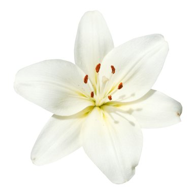 beyaz çiçek Lilium candidum izole