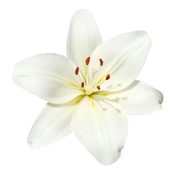 Fiore bianco Lilium candidum isolato — Foto Stock