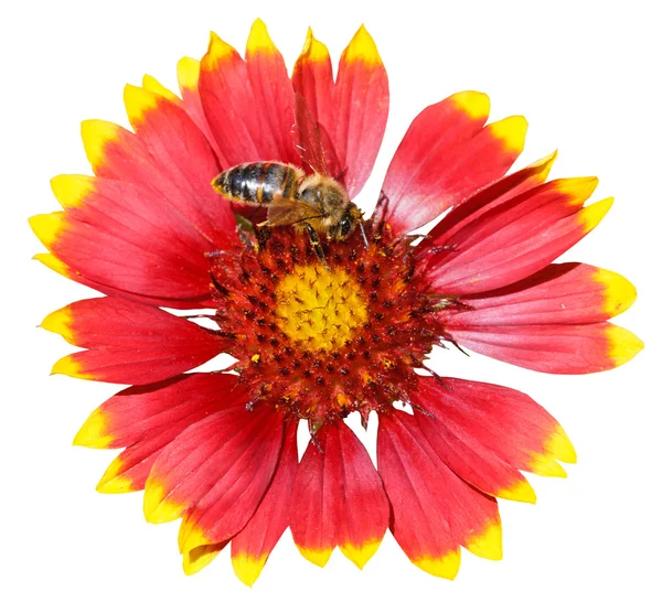 Flor de gaillardia com abelha mel isolado — Fotografia de Stock