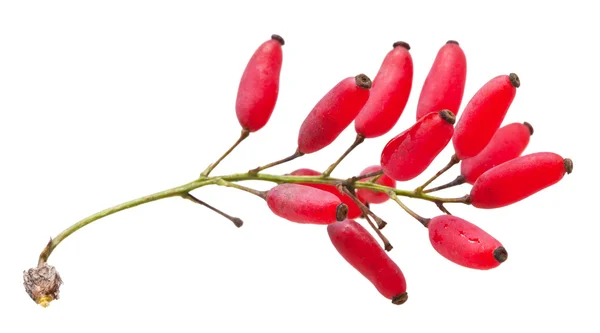 Red Berberis sprout with ripe fruits isolated — Stock Photo, Image