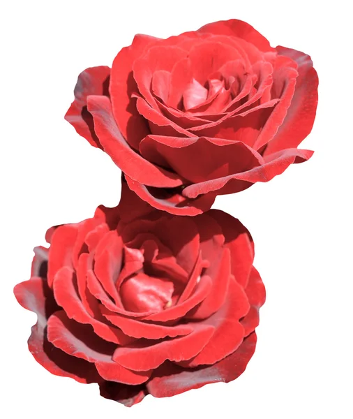 分離 2 つの新鮮な赤いバラの花 — ストック写真