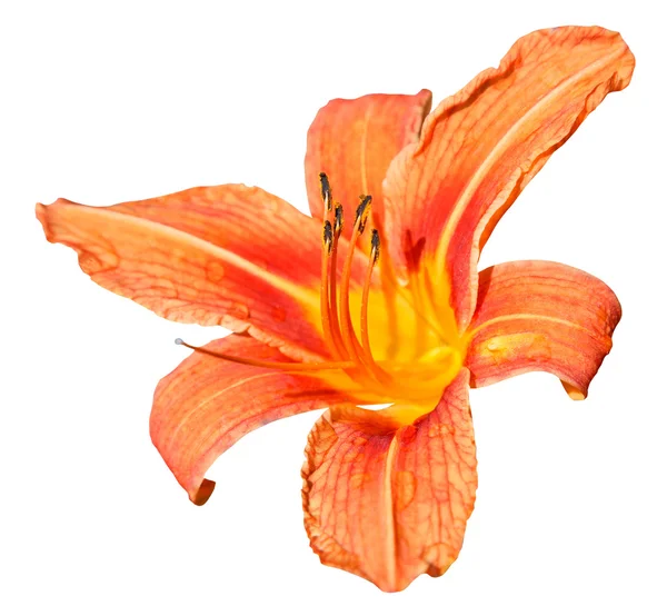 Orange flower of daylily close up isolated — Stock Photo, Image