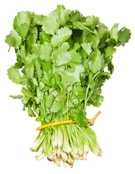 Fresh coriander leaves in bunch isolated — Stock Photo, Image