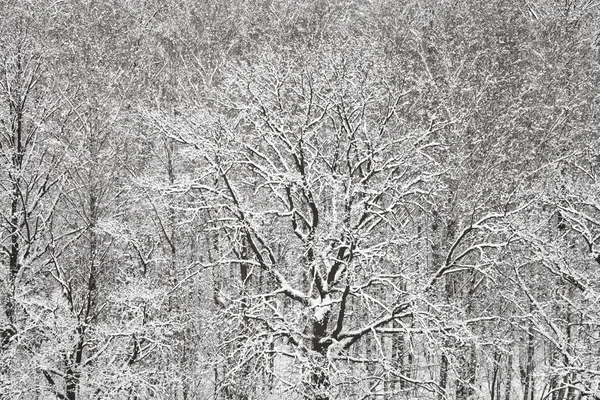 Above view of snow oak and birch woods — Stock Photo, Image