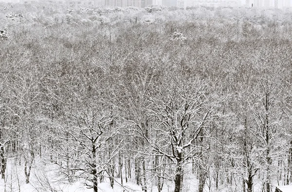 Jardín urbano blanco nevado en invierno — Foto de Stock