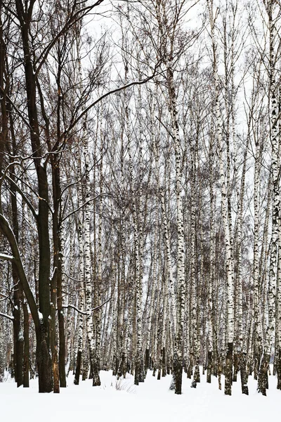 Oak trees in snowy birch grove — Stock Photo, Image