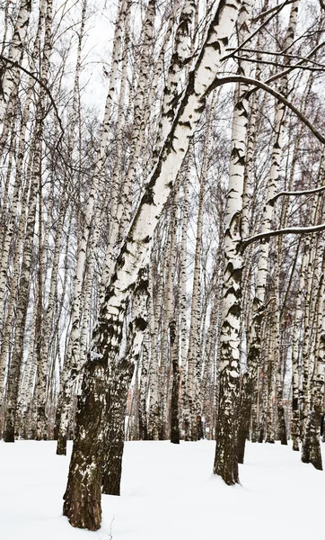 Birch trees in urban park — Stock Photo, Image