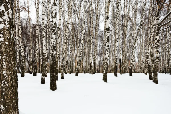 The edge of snowy birch grove — Stock Photo, Image