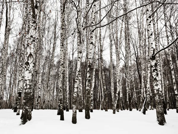 Snowy brzoza lesie w zimie zimno — Zdjęcie stockowe