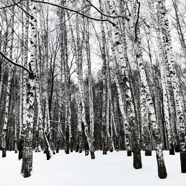Madera de abedul nevada en frío día de invierno —  Fotos de Stock