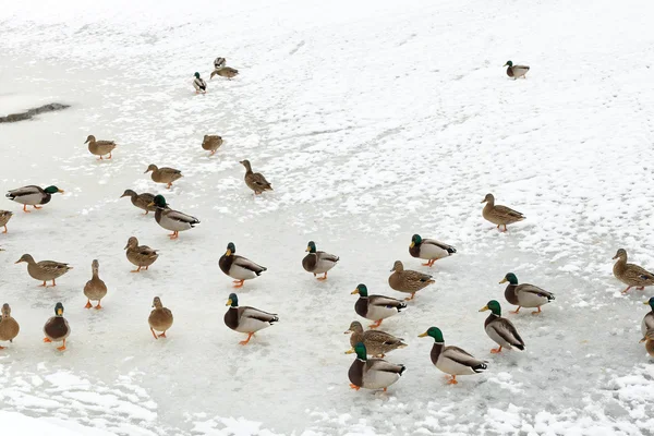 Flock a kacsa, a jég a befagyott folyón — Stock Fotó