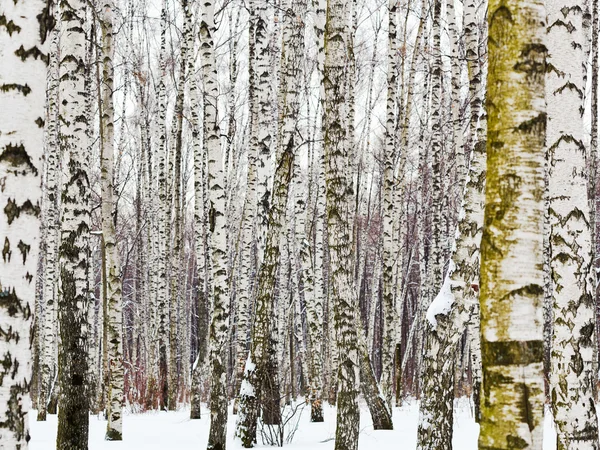 Березовые стволы зимой — стоковое фото