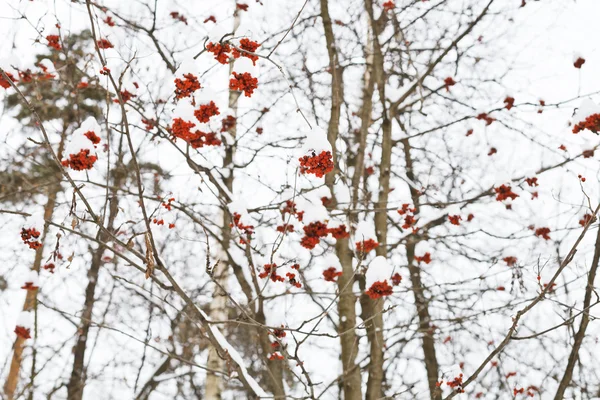Заморожена червона ягідка на дереві — стокове фото
