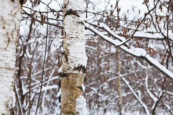 Zasněžené bříza kmen v zimě lese — Stock fotografie