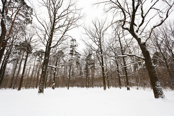 Querce e pini innevati ai margini del bosco — Foto Stock