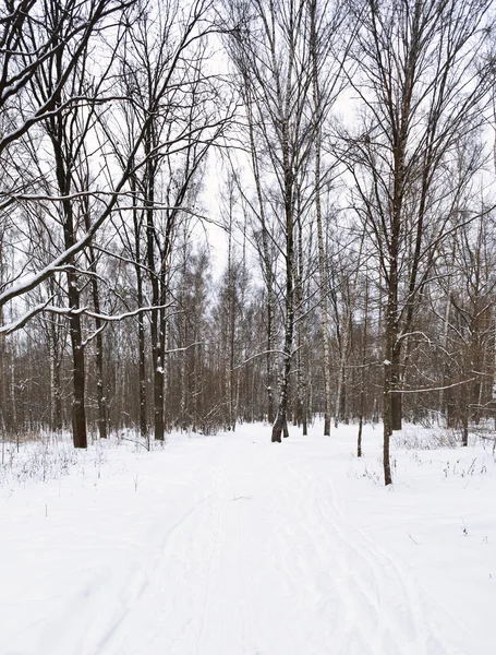 Pistes de ski en bordure de forêt — Photo