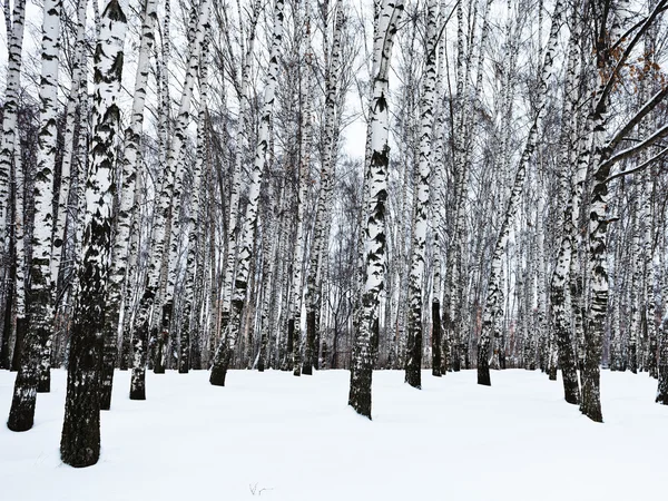 The edge of snowy birch woods — Stock Photo, Image