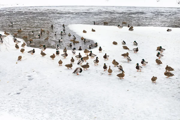 Flock of ducks on ice in frozen lake — Stock Photo, Image