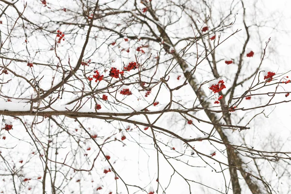 Cachos congelados de baga vermelha rowan na árvore — Fotografia de Stock