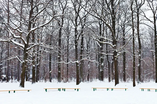 Bancos y árboles bajo la nieve en el parque de la ciudad —  Fotos de Stock
