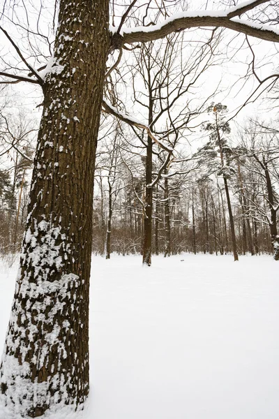 Roble nevado en el borde del bosque —  Fotos de Stock