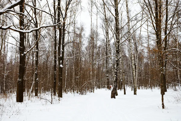 被雪覆盖的森林的边缘 — 图库照片