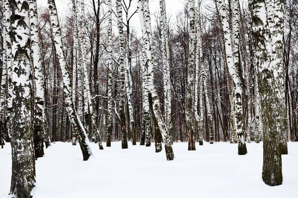 Snowy birch forest in cold winter — Stock Photo, Image