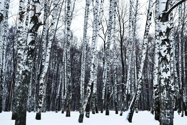 Vy över snöiga björkskogen på vintern — Stockfoto