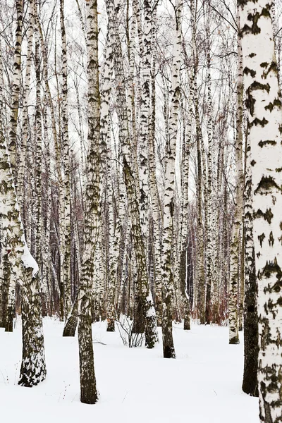 Birch trees in snow covered woods — Stock Photo, Image
